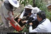 پایش و مراقبت بیماری ها توسط کارشناسان اداره در سطح  زنبورستان های شهرستان بردسکن