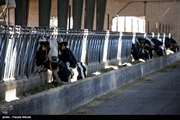 بررسی بیماری بروسلوز در گاوداریهای صنعتی سبزوار  