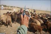 آغاز مایه کوبی رایگان دامهای سبک چناران علیه بیماری آبله