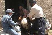 هشدار دامپزشکی بینالود به دامداران در فصل بهار