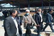 بازدید معاون استاندار و فرماندار ویژه شهرستان تربت حیدریه از بزرگترین گاوداری شهرستان 