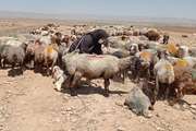 واکسیناسیون رایگان بیش از 252هزار دام سبک علیه بیماری  طاعون نشخوارکنندگان کوچک در درگز