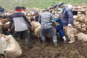 مبارزه با بیماری تب مالت در دستور کار شبکه دامپزشکی درگز  است