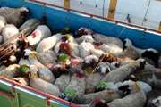 صدور بیش از 5000 مجوز بهداشتی حمل  در شهرستان گناباد 