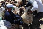 واکسیناسیون رایگان طاعون نشخوارکنندگان کوچک در شهرستان باخرز 