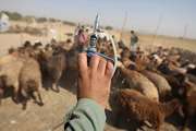 واکسیناسیون رایگان بیست هزار نوبت سر واکسن آبله در مناطق روستایی شهرستان زاوه