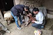  اعزام اکیپ محرومیت زدایی دامپزشکی به مناطق محروم در شهرستان خوشاب 