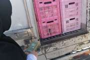نظارت بهداشتی  شبکه دامپزشکی درگز بر محموله های مرغ ورودی به شهرستان از کشتارگاههای داخل و خارج استان 