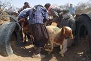 واکسیناسیون رایگان بیش از 226 هزار راس دام در مه ولات  