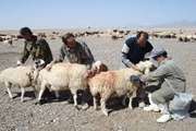 واکسیناسیون بیش از 192 هزار راس دام سبک علیه بیماری آبله در سبزوار