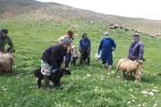 پیشرفت 130 درصدی واکسیناسیون علیه بیماری آبله در درگز