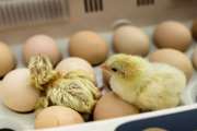 تولیدبیش از 1 میلیون تخم مرغ نطفه دار در شهرستان گناباد 