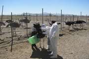 رصد مزارع پرورش شتر مرغ در شهرستان زاوه