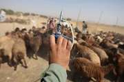 واکسیناسیون 65 هزار راس دام سبک در شهرستان زاوه بر علیه طاعون نشخوارکنندگان کوچک