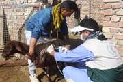 واکسیناسیون 280 هزار نوبت سر دام سبک و سنگین در خلیل آباد
