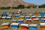 بازدید و نمونه برداری از مزارع پرورش زنبور عسل در شهرستان زاوه