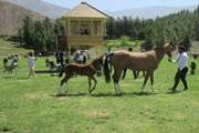 جشنواره ملی زیبایی اسب اصیل ترکمن جام خیام در نیشابور