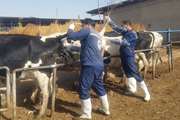 نمونه برداری جهت اولین پایش وضعیت بیماری های یون و لوکوز در مزرعه گاو شیری آستان قدس رشتخوار