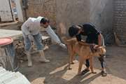 انجام واکسیناسیون هاری در روستای احمد آباد آستانه شهرستان رشتخوار 