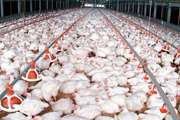 تولید 3 تن گوشت مرغ در شهرستان جغتای از ابتدای سال جاری
