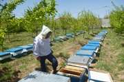 توصیه های دامپزشکی نیشابور به زنبورداران در خصوص فصل سم پاشی درختان