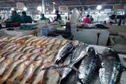 هشدار بهداشتی دامپزشکی سبزوار در مورد خرید و نگهداری ماهی