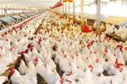 هشدار شبکه دامپزشکی شهرستان بجستان به پرورش دهندگان طیور جهت جلوگیری از بیماری آنفلوانزای فوق حاد پرندگان