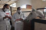 اجرای مرحله دوم پایش بیماری مشمشه در مراکز نگهداری و پرورش اسب شهرستان مشهد 