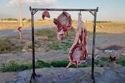 جمع آوری 170 کیلوگرم گوشت در طرح ضربتی مبارزه با کشتار غیر مجاز دام در نیشابور