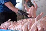  تولید بیش از 17 هزار تن گوشت مرغ در سبزوار
