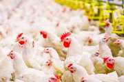 هشدار شبکه دامپزشکی سبزوار در خصوص شیوع بیماری آنفلوانزای پرندگان