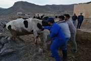 تقدیر معاون سیاسی فرماندار درگز از اعضای گروه جهادی راه ولایت در مراسم اختتامیه این رزمایش تخصصی دامپزشکی