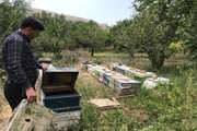 بازدید و نظارت مستمر شبکه دامپزشکی شهرستان فریمان بر زنبورستان ها