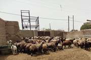 هشدار شبکه دامپزشکی سبزوار به دامداران با توجه به افزایش درجه هوای محیطی
