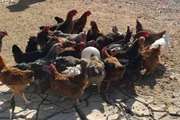 اجرای طرح واکسیناسیون رایگان نیوکاسل در طیور بومی و روستایی شهرستان گناباد 