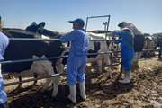 900 مورد خونگیری گاوی در گناباد