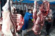 بازرسی بهداشتی بیش از 1600 لاشه دامی در گناباد