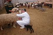خونگیری جهت بررسی سرواپیدمیولوژیک بروسلوز در جمعیت گوسفند و بز در شهرستان کاشمر انجام شد