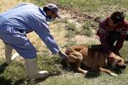 واکسیناسیون بیش از 1000  قلاده سگ علیه هاری در شهرستان گناباد