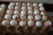 40 میلیون ریال جریمه نقدی به علت توزیع تخم مرغ فاقد هویت بهداشتی در تربت حیدریه 