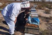 نظارت مستمر کارشناسان شبکه دامپزشکی مشهد بر زنبورستان های فعال شهرستان