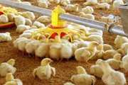 سبزوار قطب اول تولید مرغ در استان با بیش از 13 میلیون قطعه جوجه ریزی