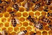 هشدار شبکه دامپزشکی طرقبه شاندیز در خصوص بیماری لوک اروپایی در زنبور عسل