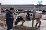 گوشه ای از سختی کار دامپزشکان در دامداری ها