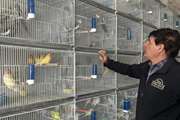 بازدید از مراکز فروش پرندگان زینتی در شهرستان تربت حیدریه 