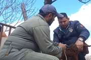  ایمن سازی دام های سبک علیه بیماری طاعون نشخوارکنندگان کوچک در شهرستان طرقبه شاندیز