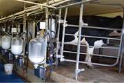 هشدار شبکه دامپزشکی جغتای در خصوص ارتقاء کیفیت شیر خام