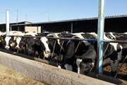 هشدار شبکه دامپزشکی طرقبه شاندیز در خصوص بیماری تیلریوز در گاو و گوساله
