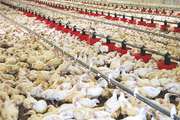 نظارت بهداشتی کارشناسان دامپزشکی بر بیش از 2 میلیون قطعه جوجه ریزی در بجستان