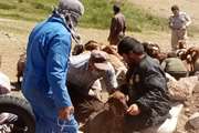آغاز طرح سراسری واکسیناسیون تب برفکی در شهرستان مشهد